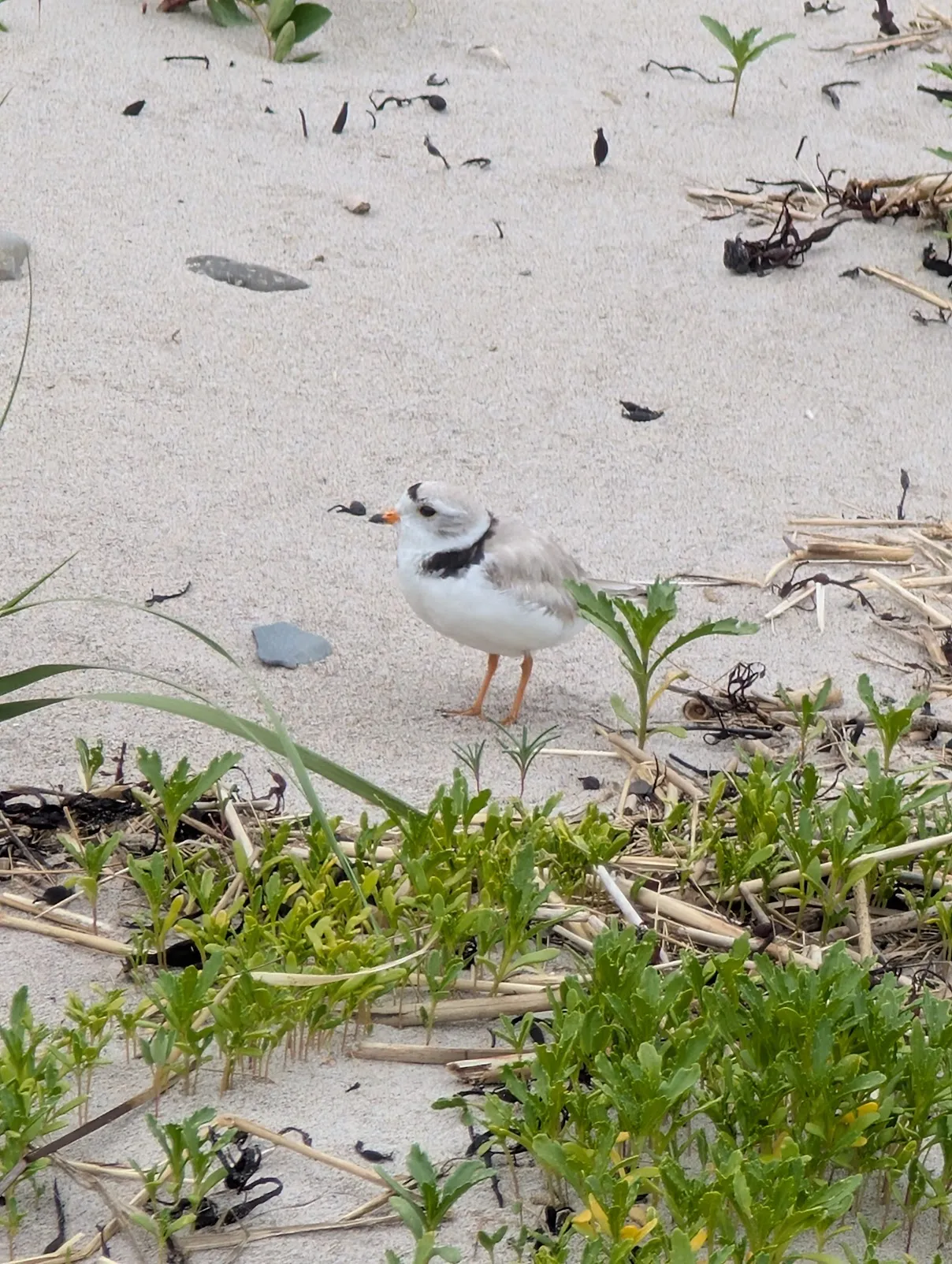 piping_plover